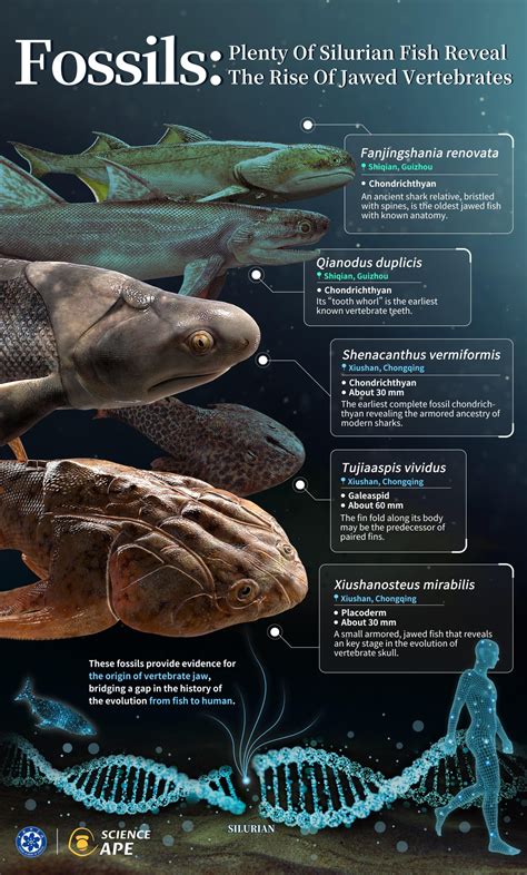 how are humans similar to fish